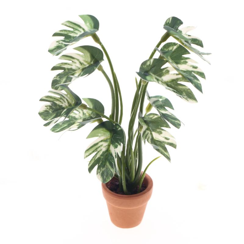 Pothos - Nouveau. 1 pièce. Plante verte Monstera