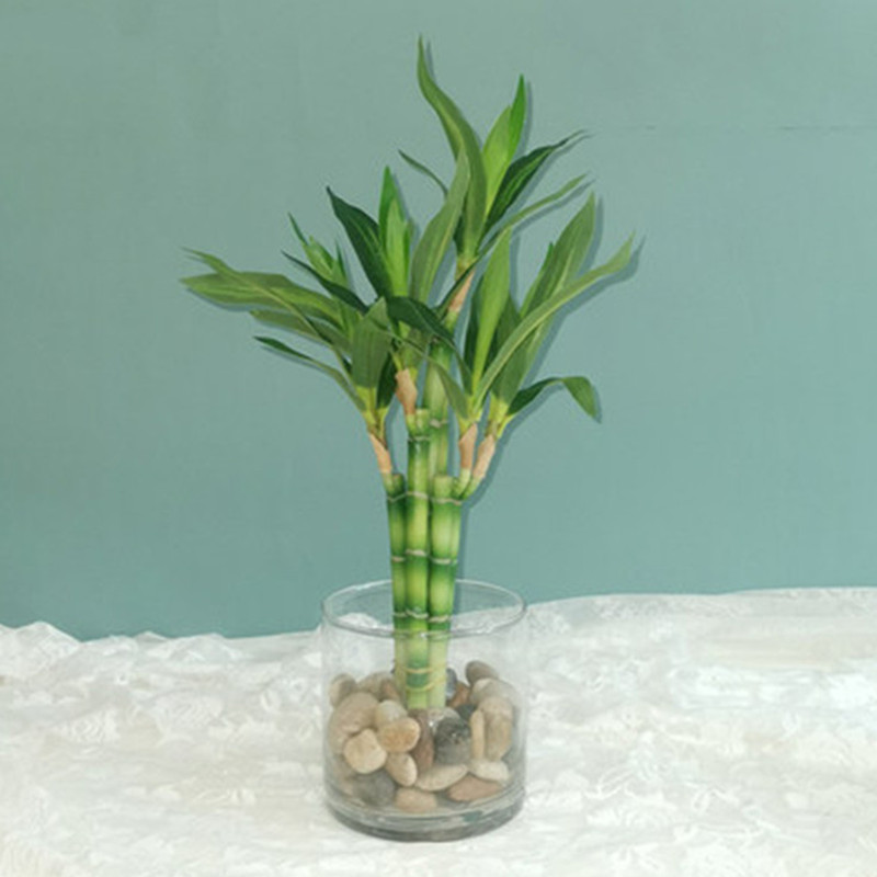 Nouvelle plante artificielle B - Snake Plant avis et prix