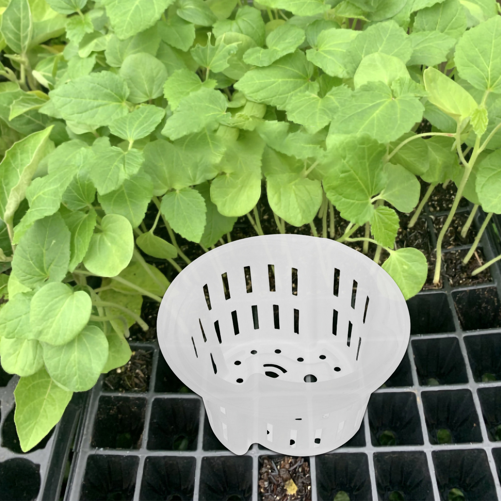 4 pots pour plantes hydroponiq - Indoor Plants avis et prix