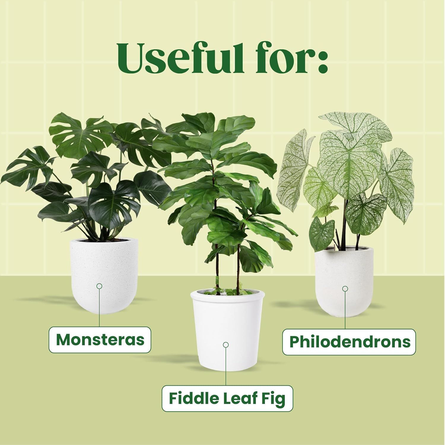 Sérum végétal KALOYANOV N ° St - Fiddle Leaf Fig avis et prix