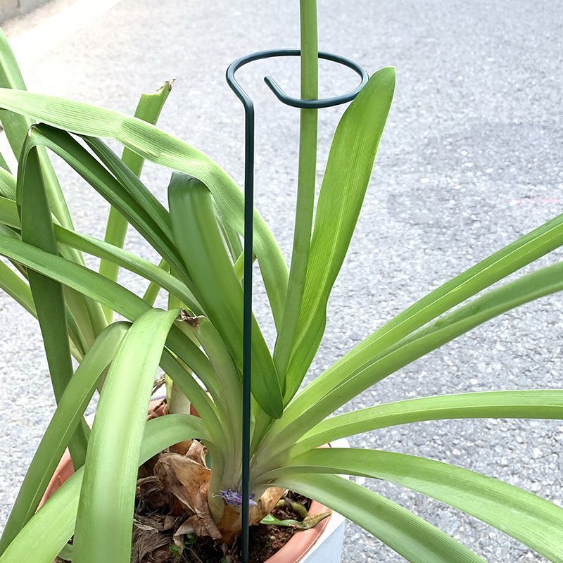 Support d'arbustes pour plante - Plant Support Stake avis et prix